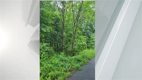 Invasive insect's favorite tree found in Lake George